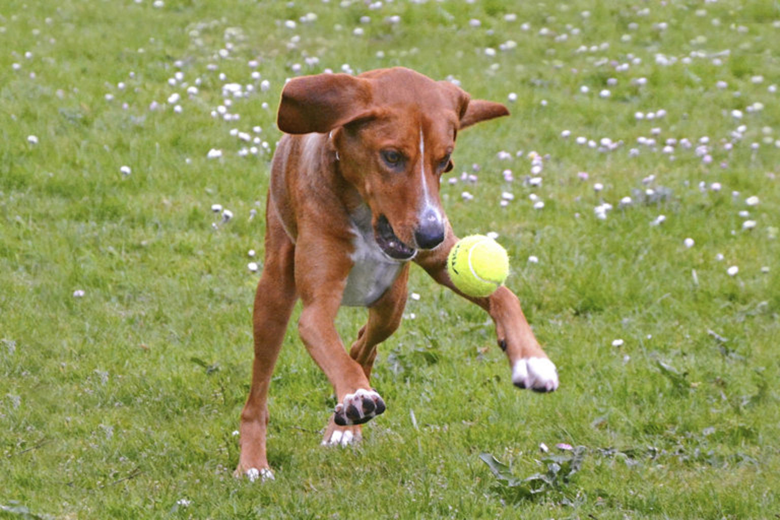 hund leker med tennisboll