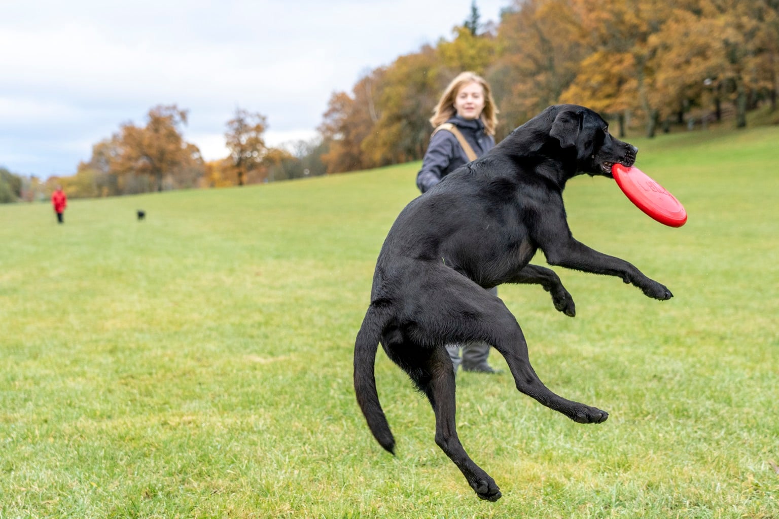 Svart labrador retriever som fångar en frisbee i en park med höstfärger