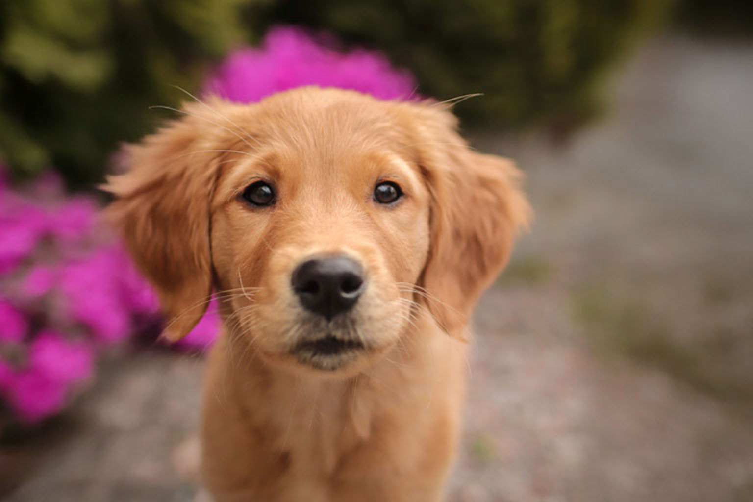 golden retriever valp tittar in i kameran