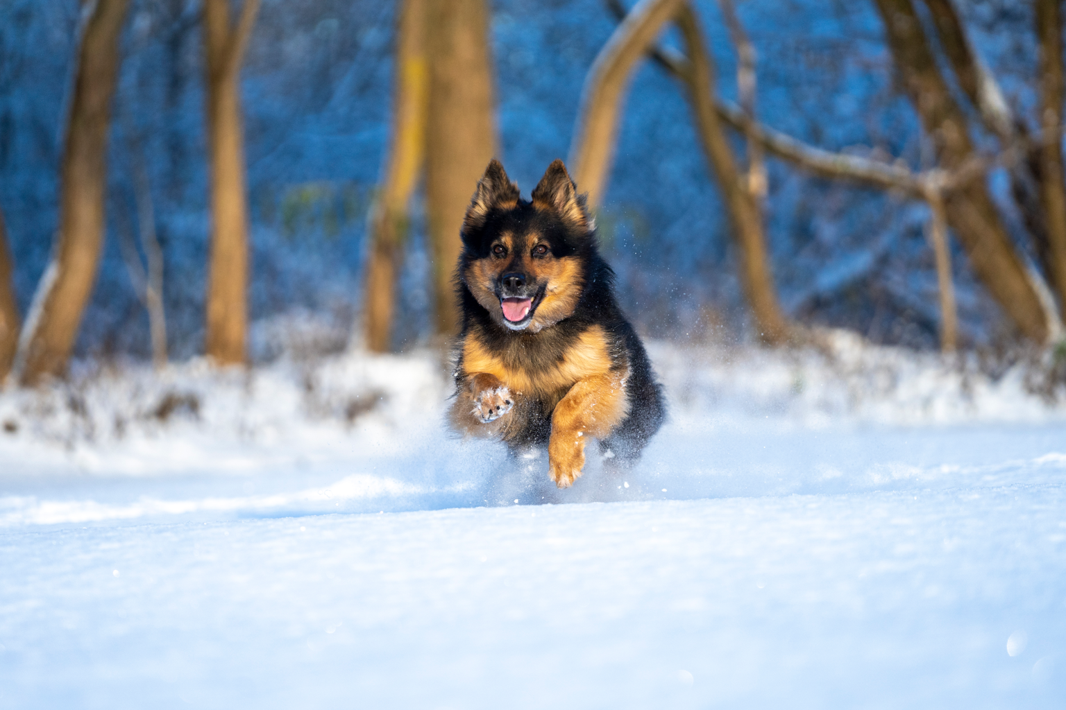 Hund springer genom snö