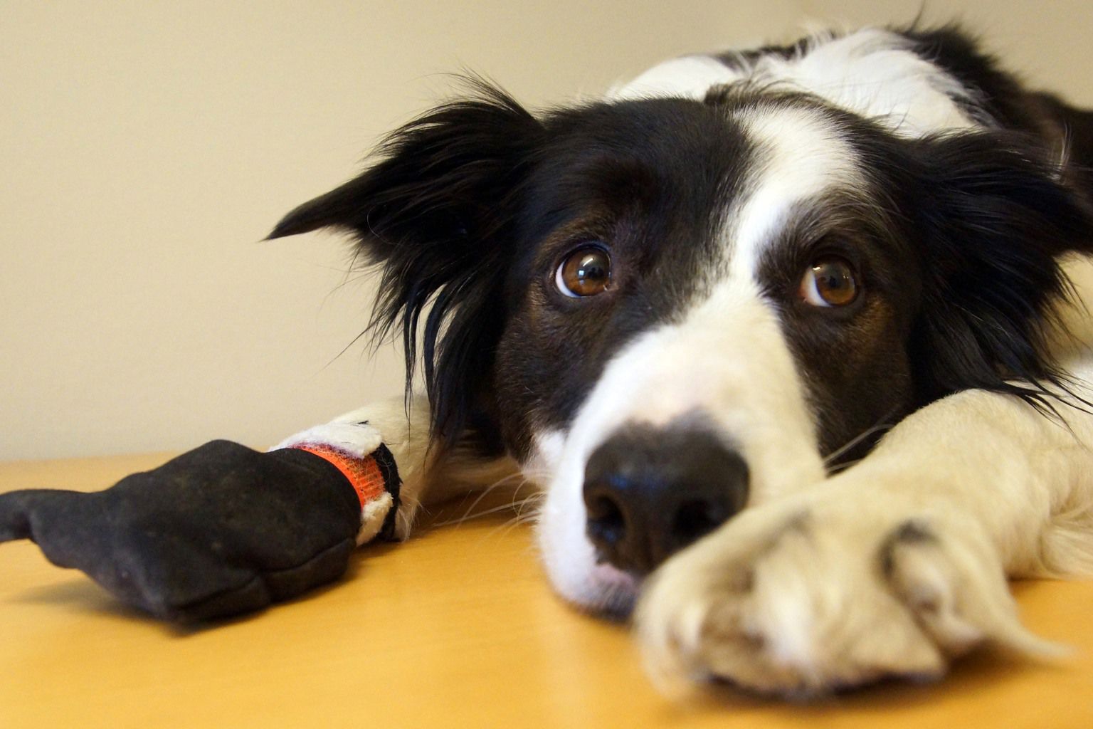 border collie