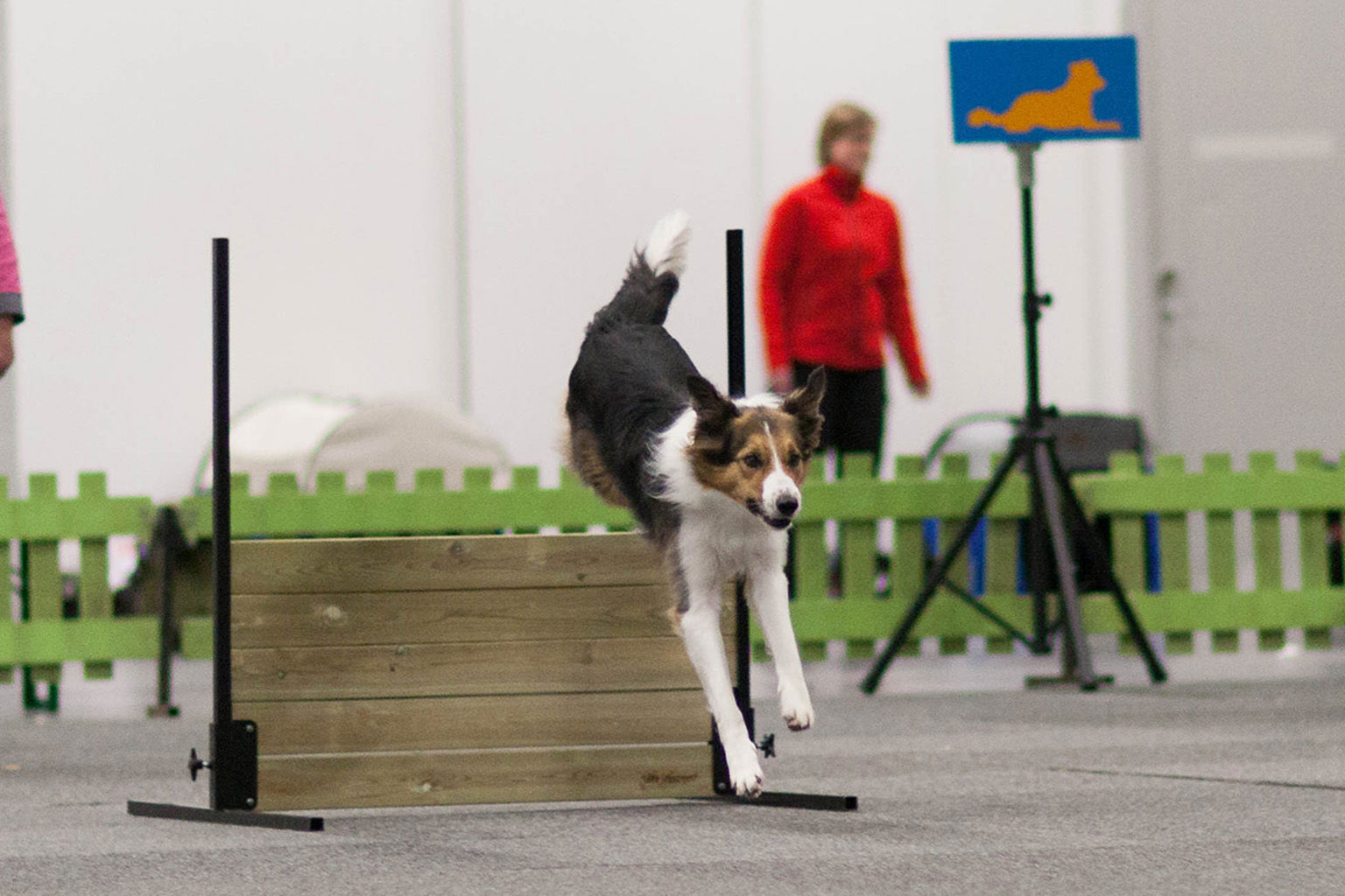 Trefärgad border collie hoppar över hinder på lydnadstävling