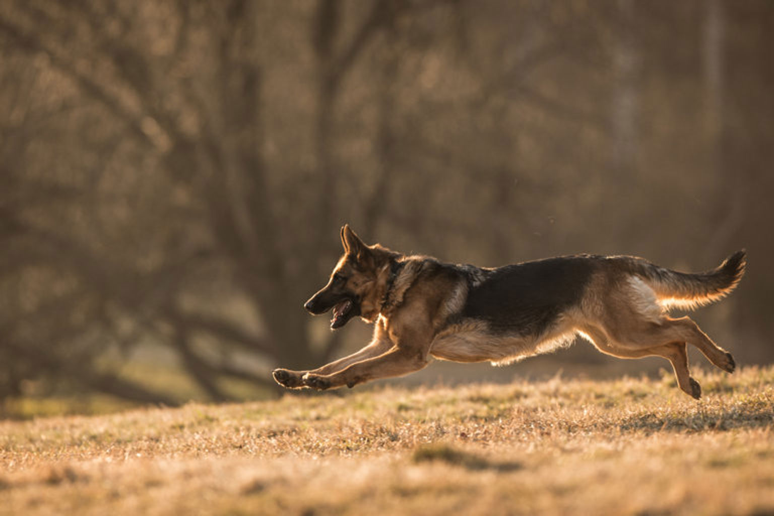 hund springer