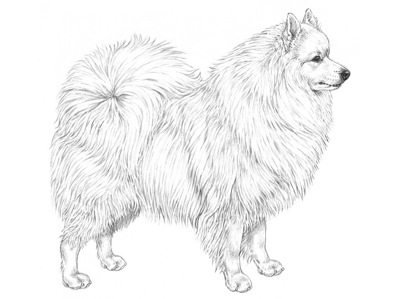 Illustration av hundrasen Japansk spets