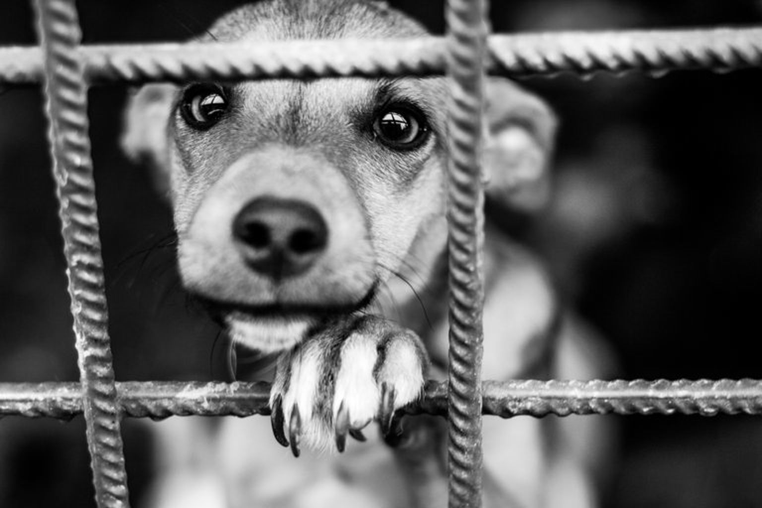 Svartvit bild på en ledsen hundvalp i ett dog shelter