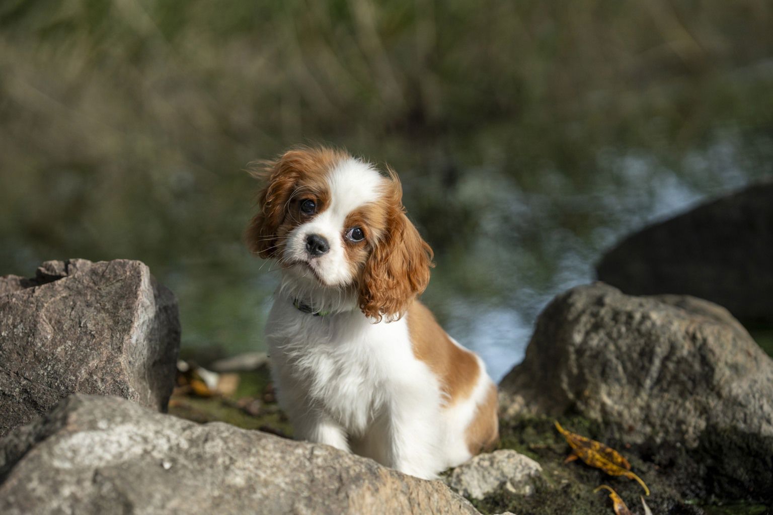 cavalier king charles valp