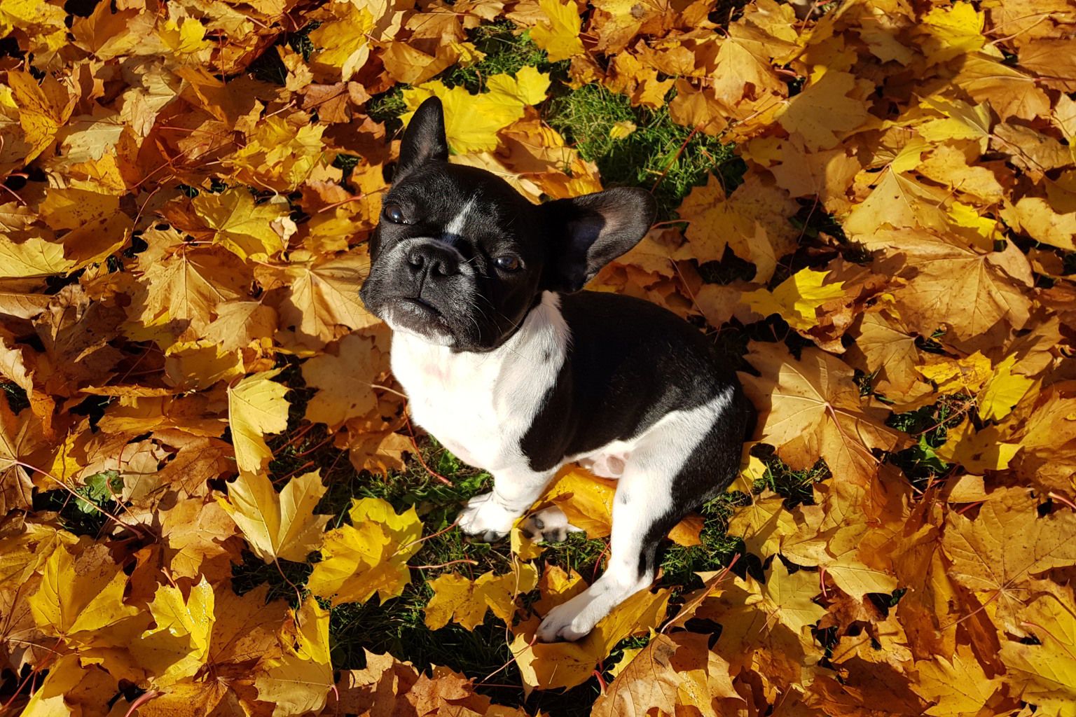 fransk bulldogg i höstlöv