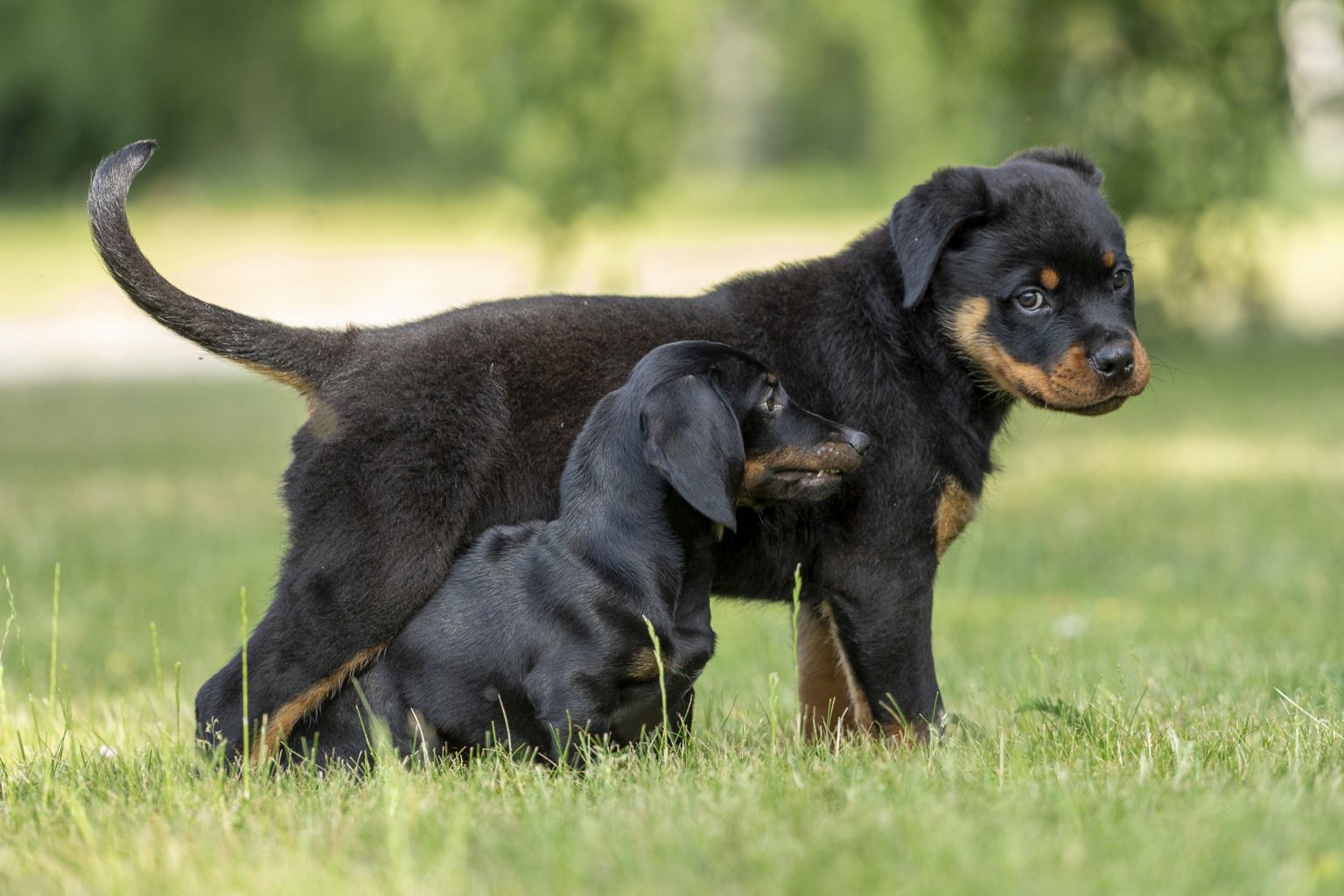 Rottweiler och tax leker med varandra på gräsmatta