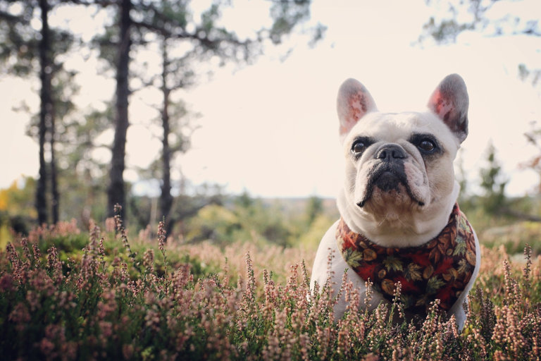 Fransk bulldog bland ris i skogen.