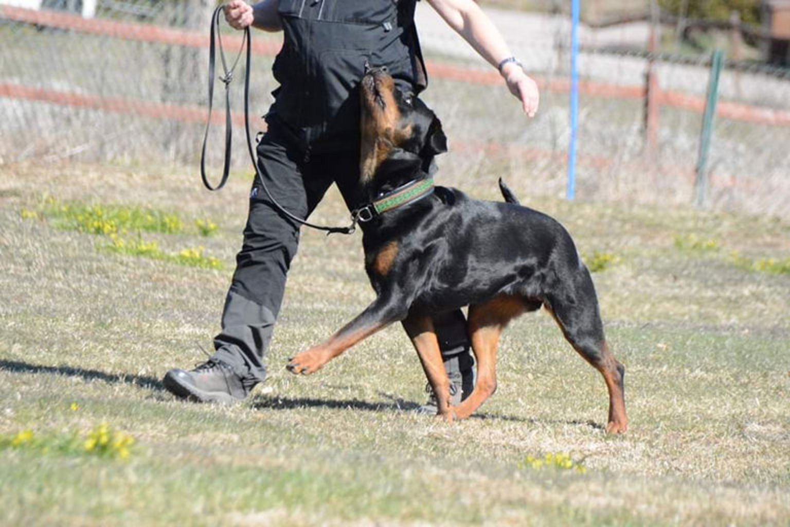 Rottweiler utför lydnadsmoment