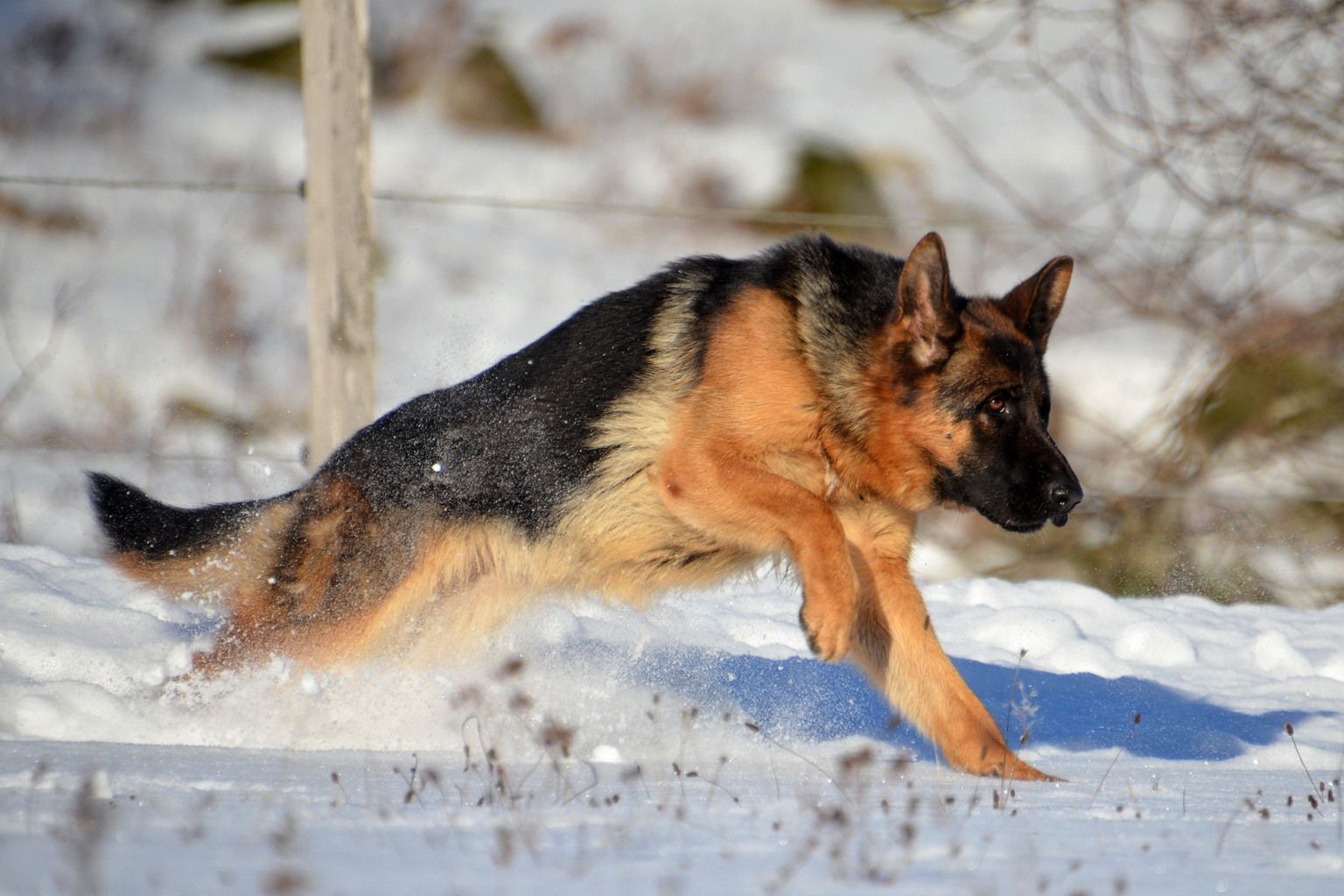 tysk schäferhund