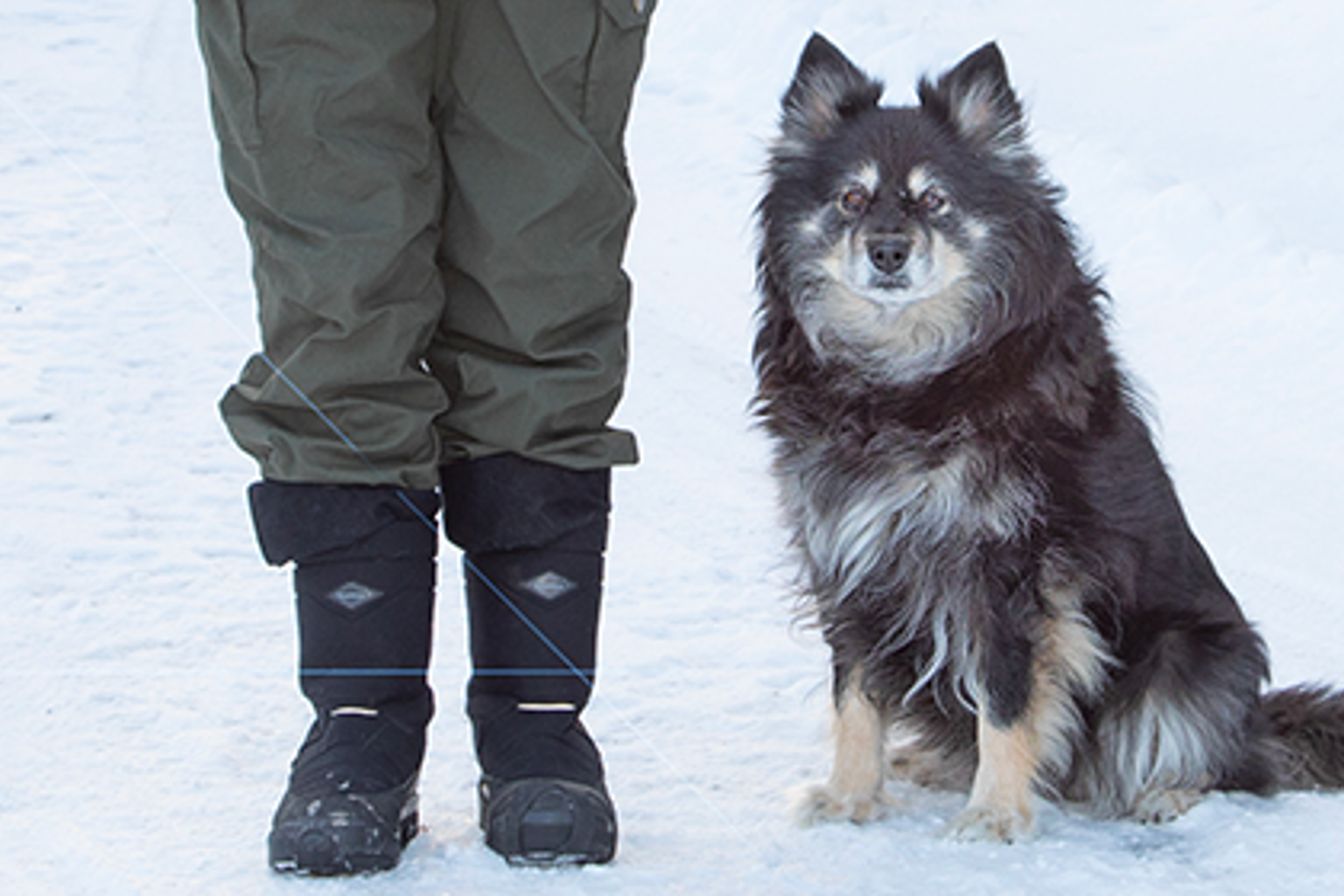 Anne-christina Ström och finska lapphundstiken Saiva