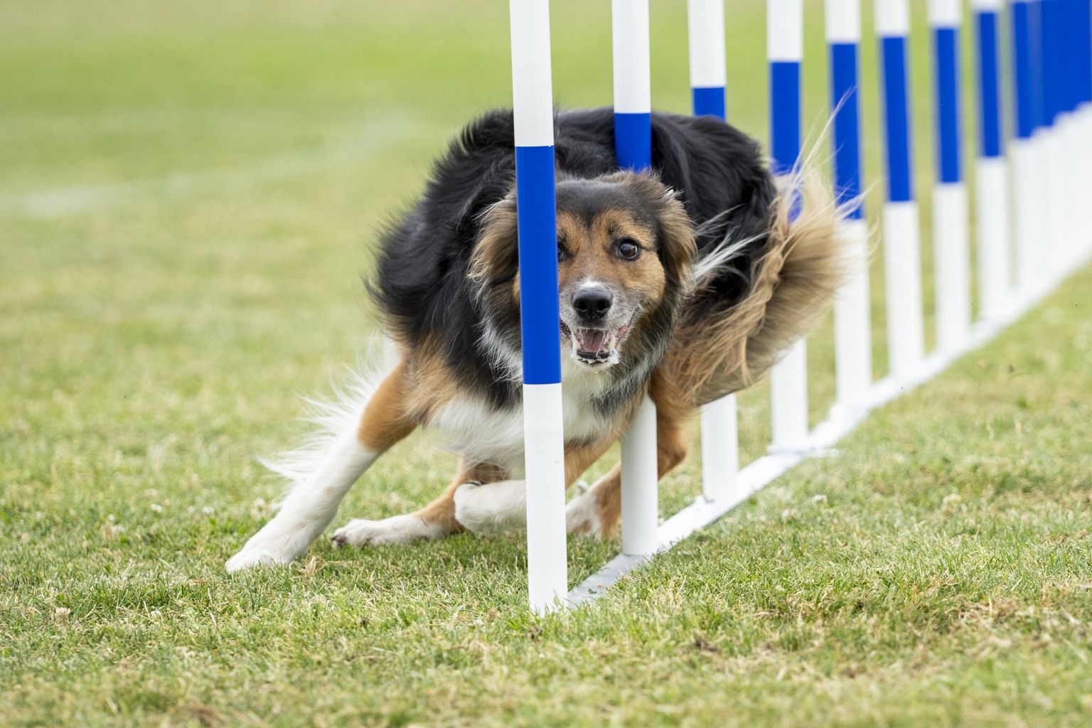 Hund som tävlar i agility