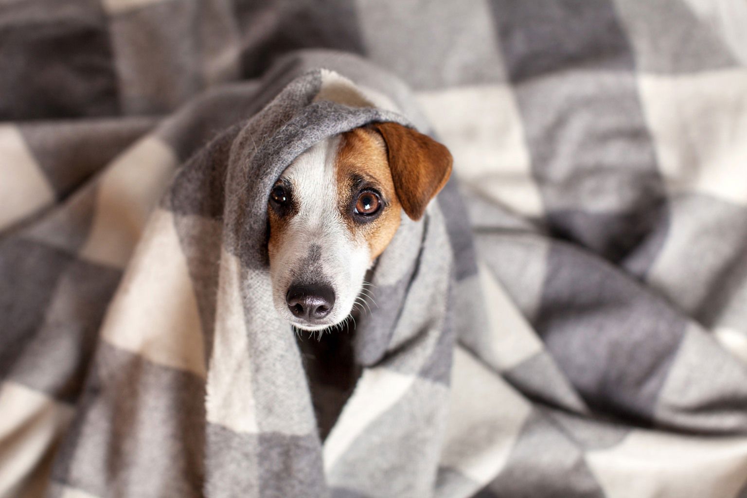 Hund under filt