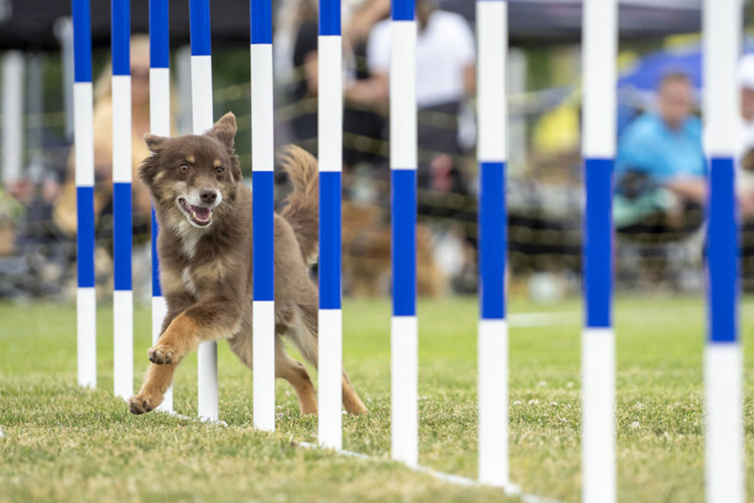 En hund som springer slalom.