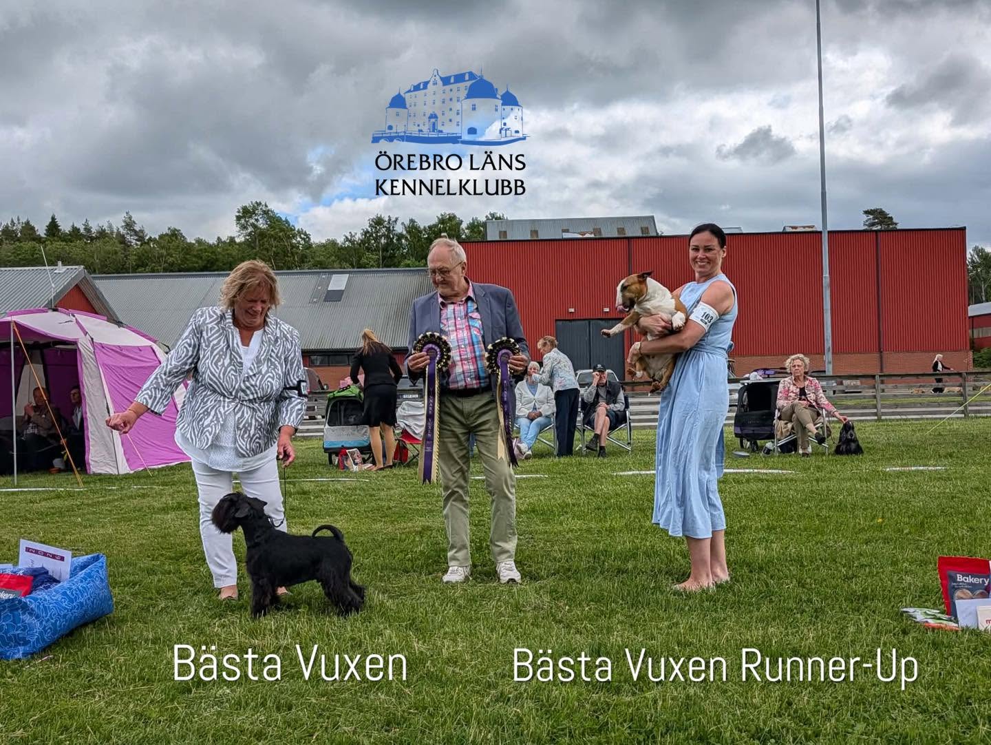 Hundar som vunnit bästa hund 2025 respektive runner up