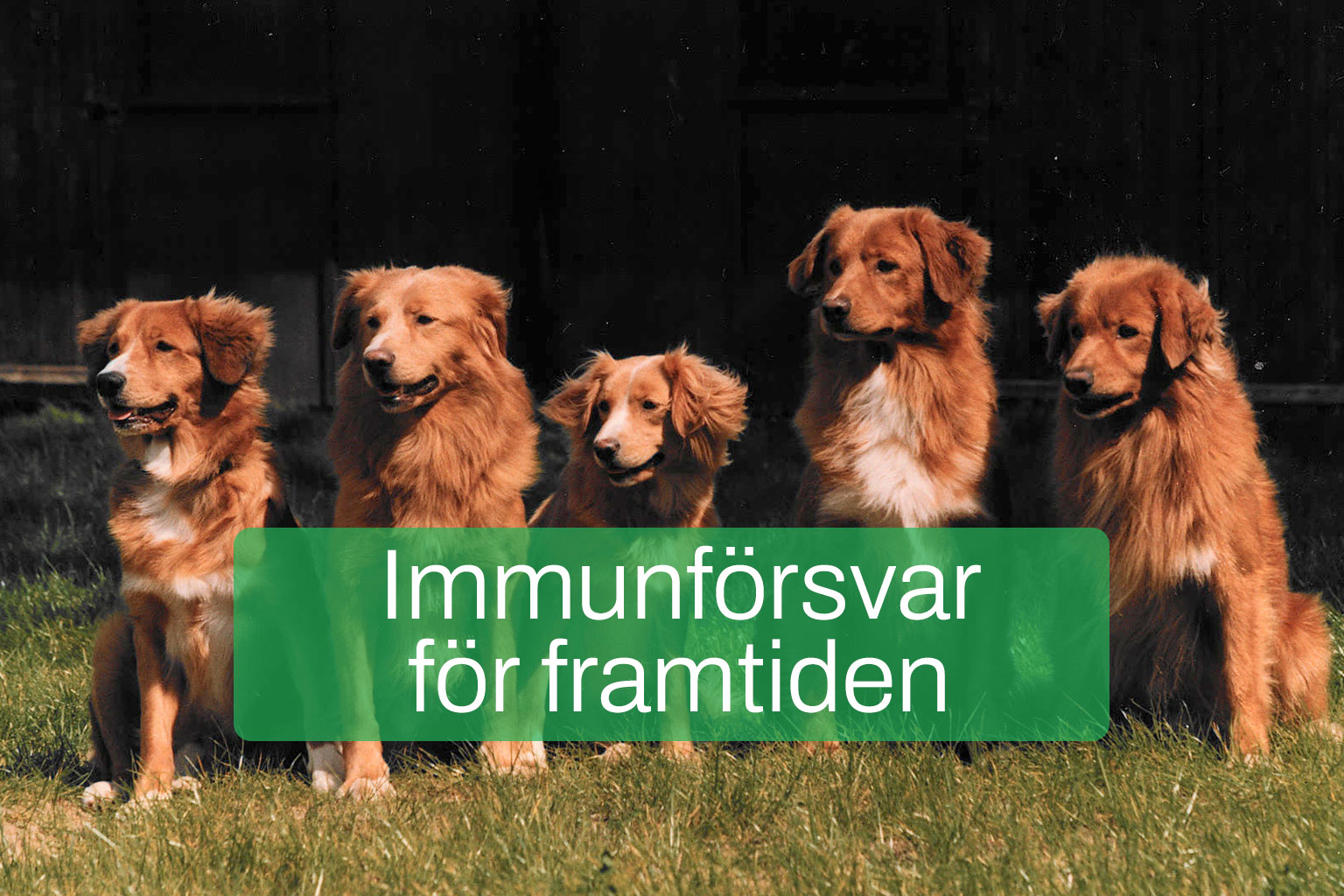 Fem tollare bredvid varandra