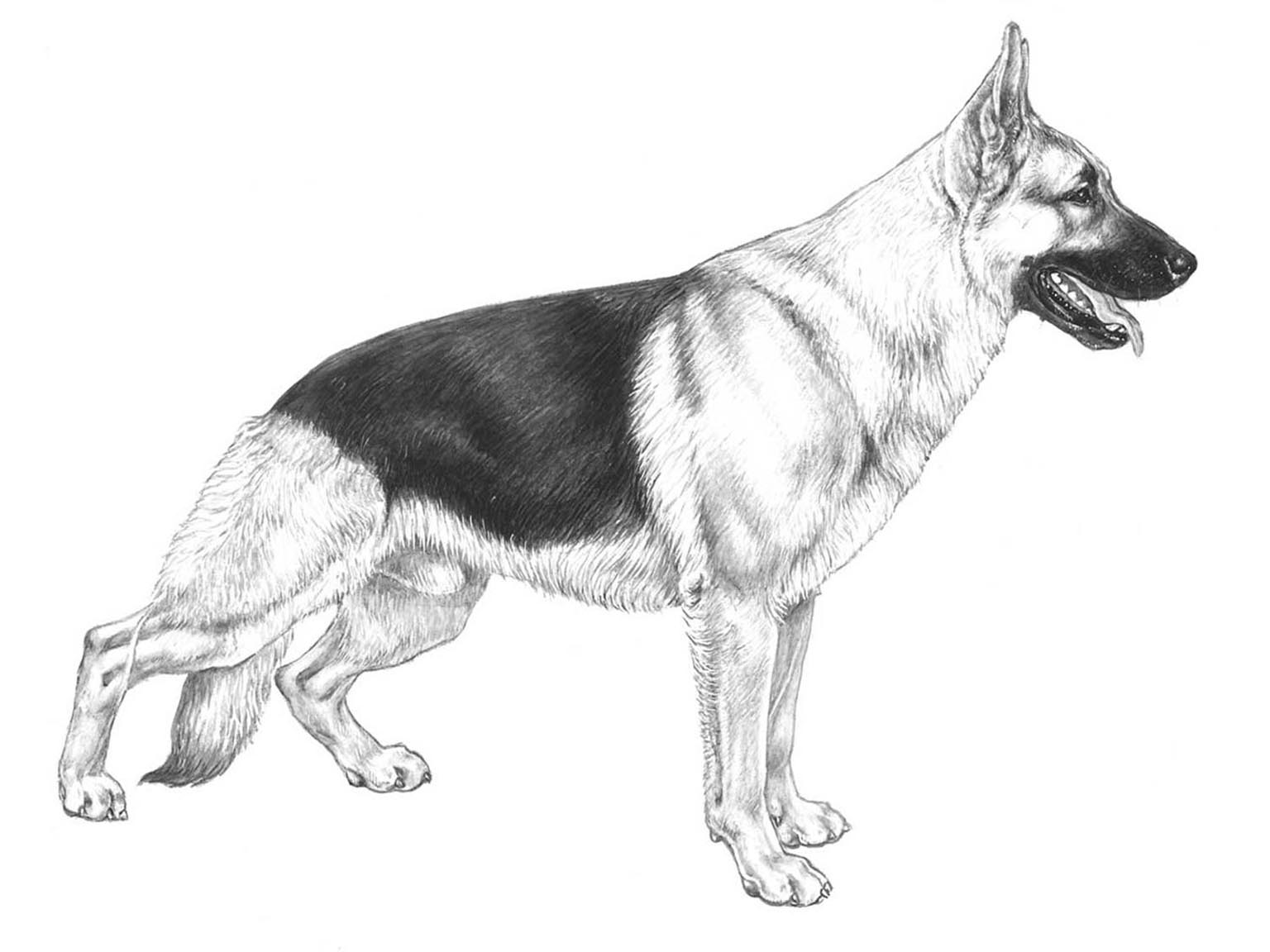 Illustration för hundrasen Tysk schäferhund