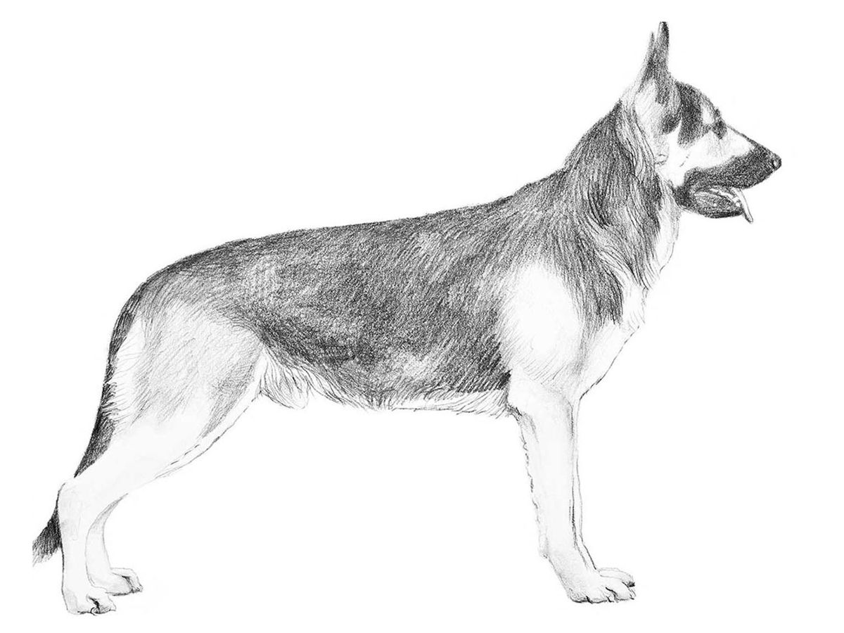 Illustration av hundrasen Vostotjnoevropejskaja ovtjarka