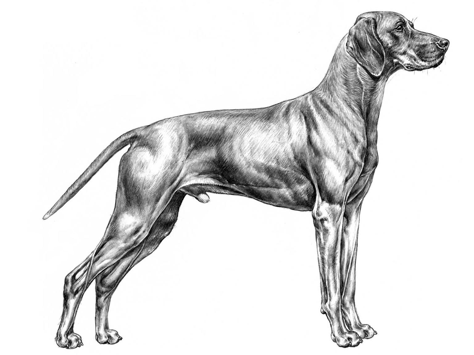 Illustration av hundrasen ungersk vizsla, korthårig