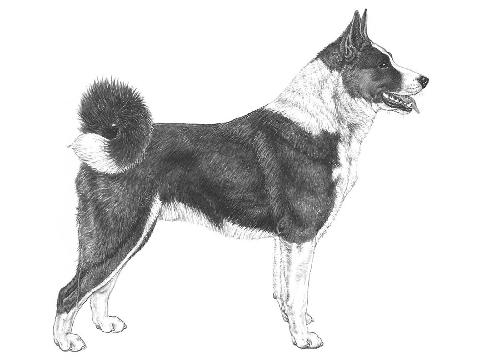 Illustration av hundrasen Karelsk björnhund