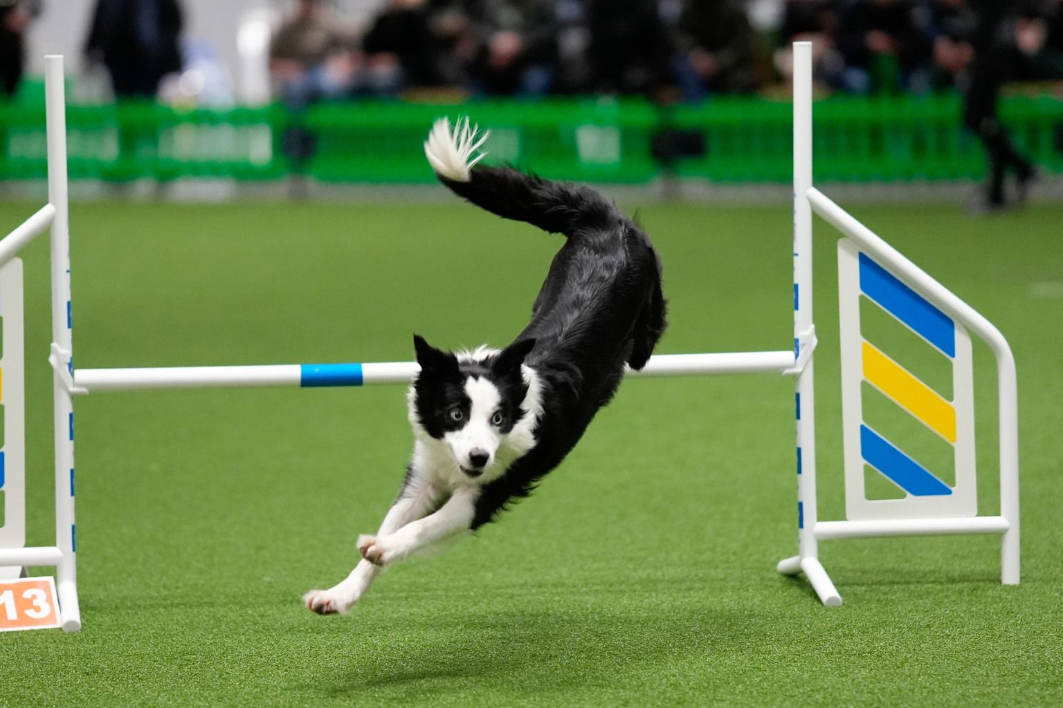 Border collie som hoppar över agilityhinder