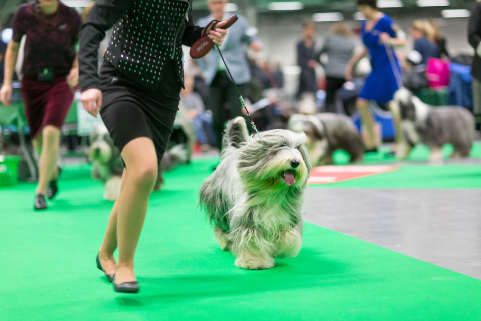 Bearded collie springer i utställningsringen på Stockholm Hundmässa.