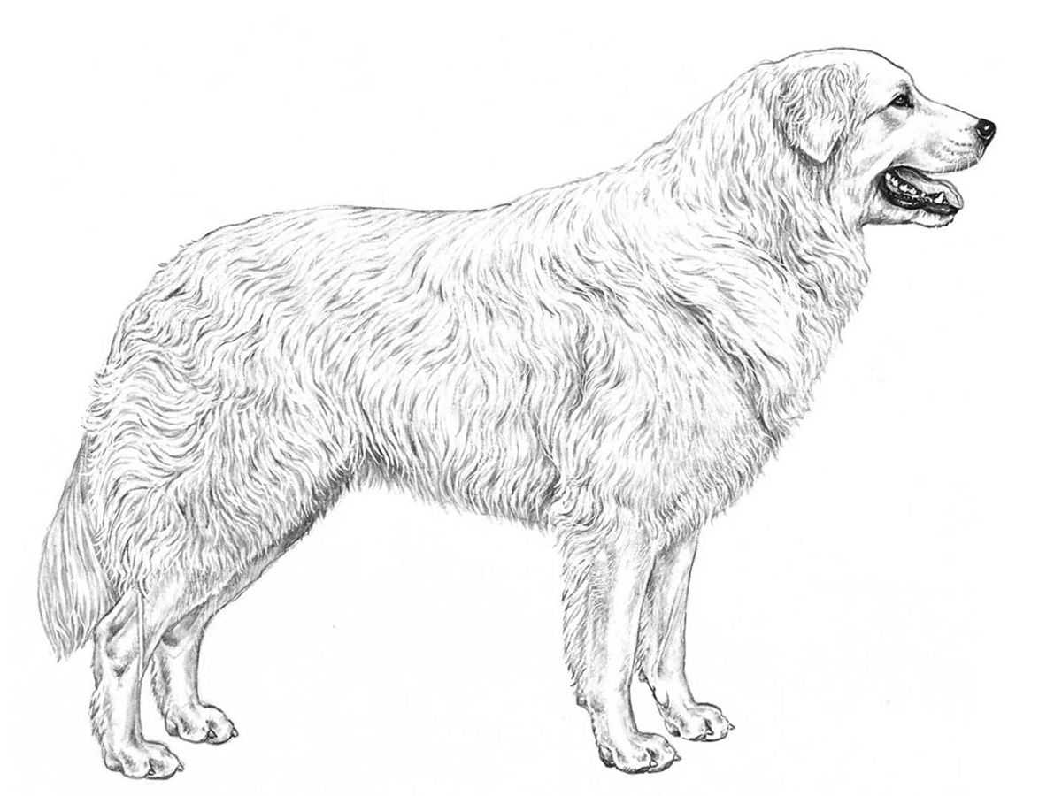 Illustration för hundrasen abruzzese maremmano