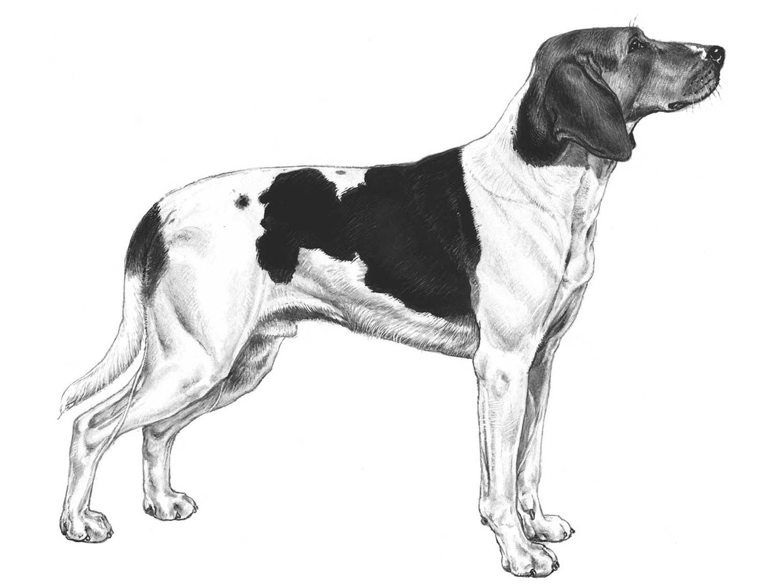 Illustration av hundrasen haldenstövare