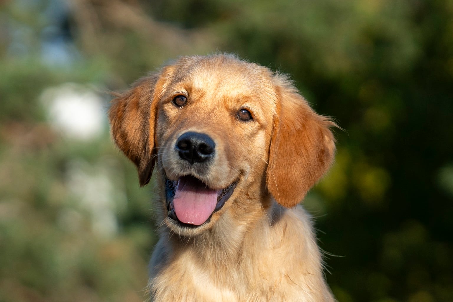 Golden retriever-valp med glad uppsyn