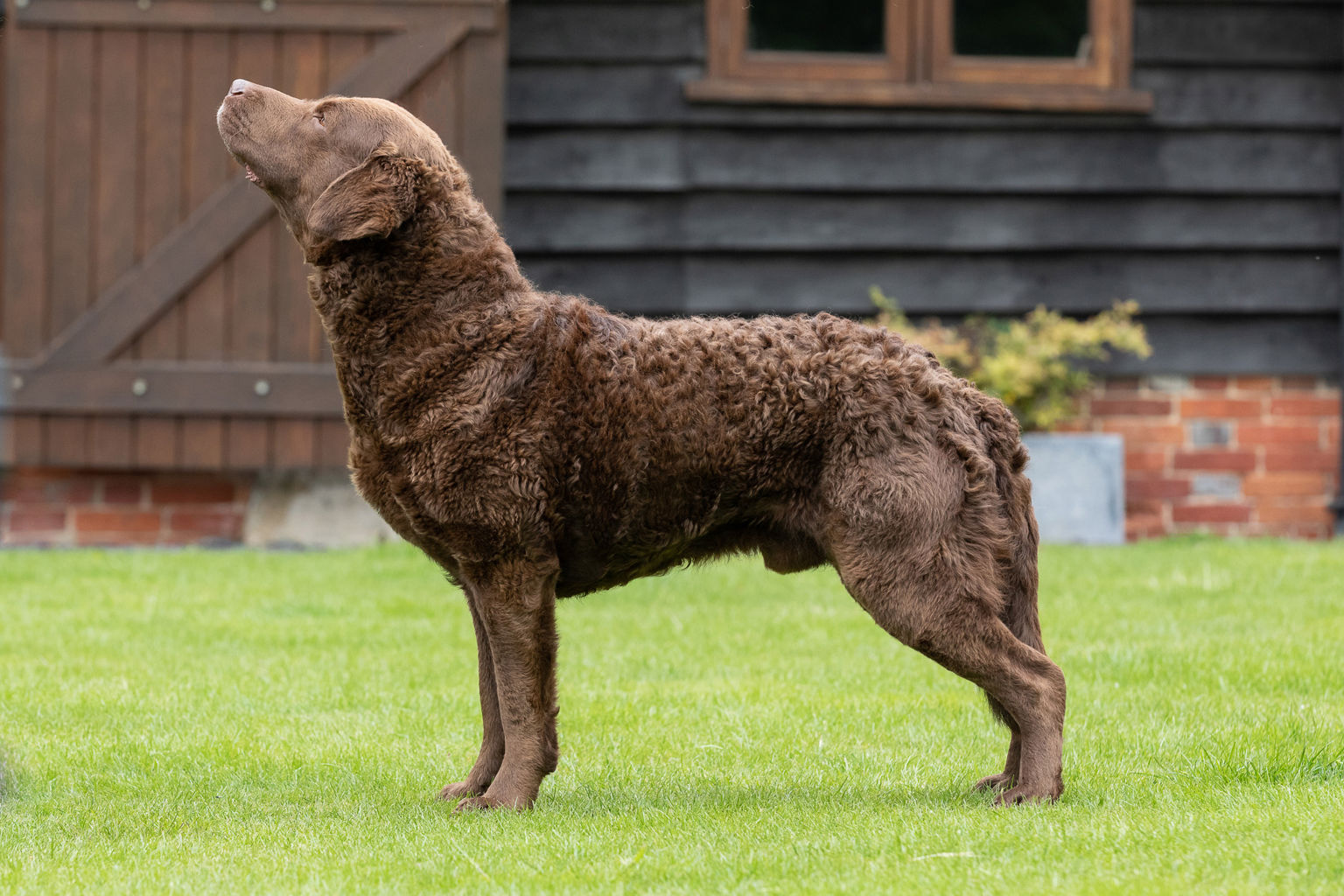 Uppställningsbild på hunden Arnac Bay Esk, chesapeake bay retriever.