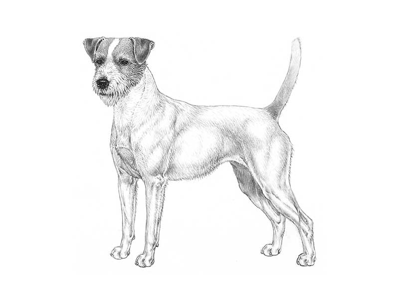 Parson russell terrier