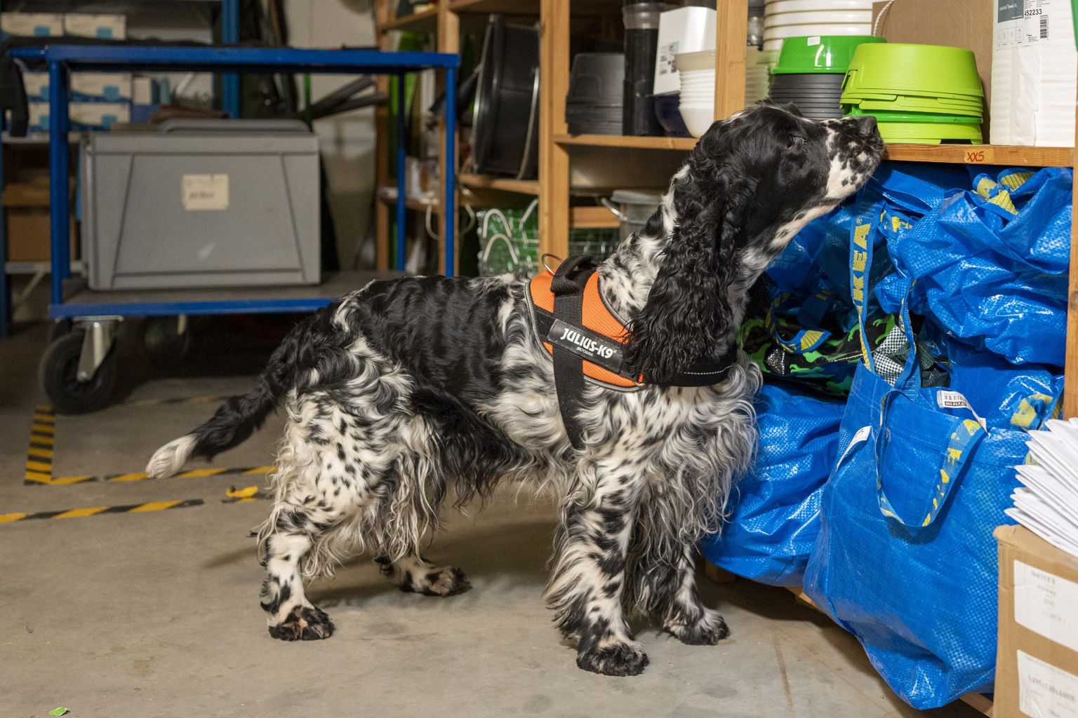 Engelsk springer spaniel som söker i hylla