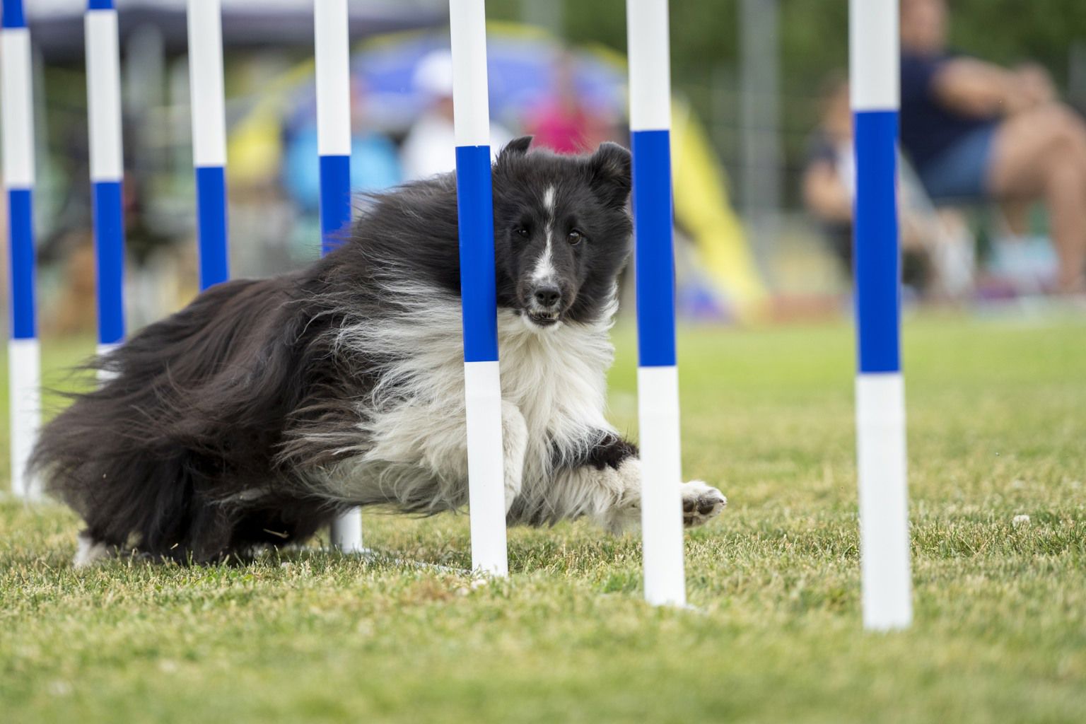 Shetland sheepdog springer slalom på agilitytävling