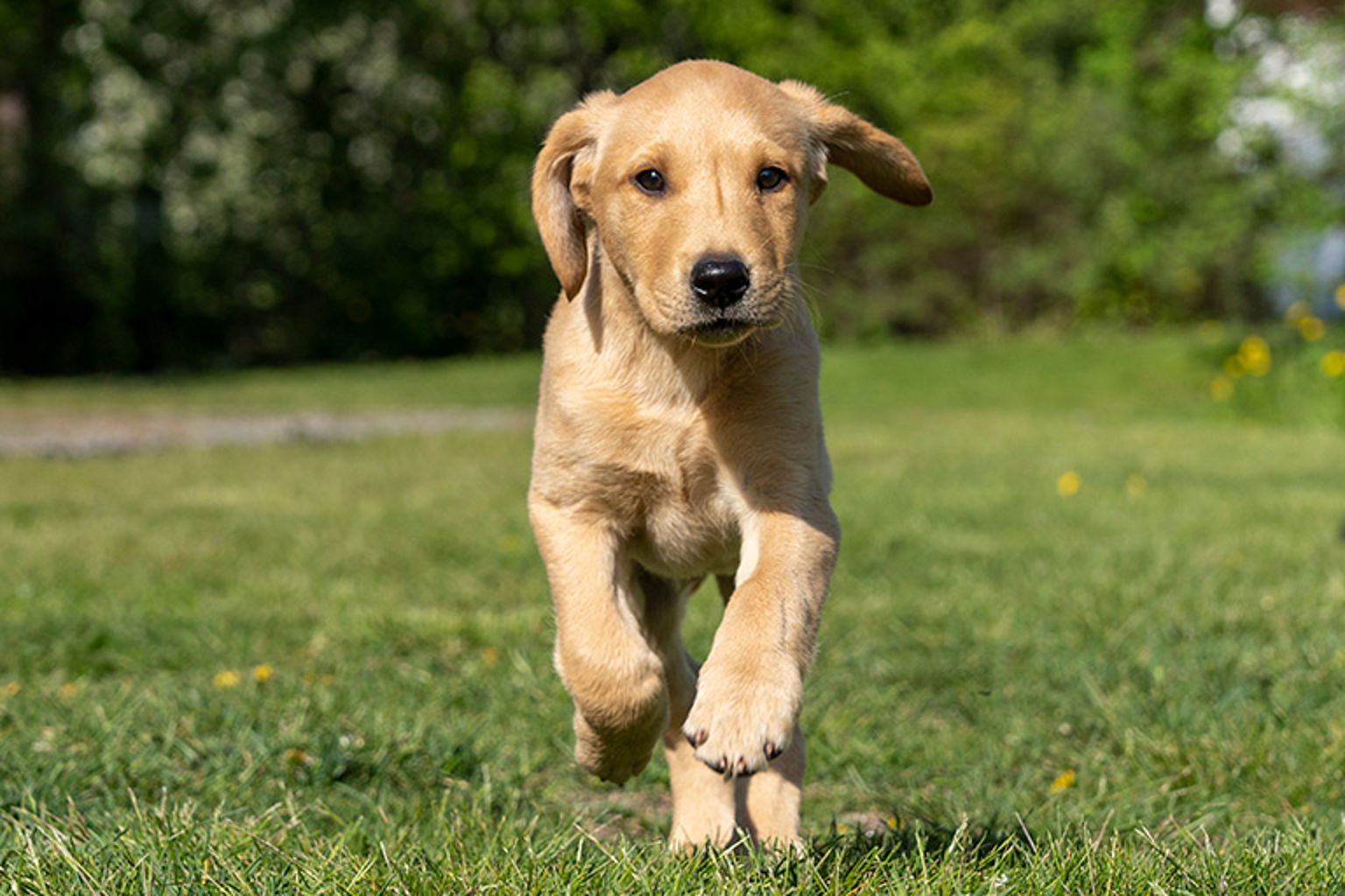 gul labradorvalp springer i gräset