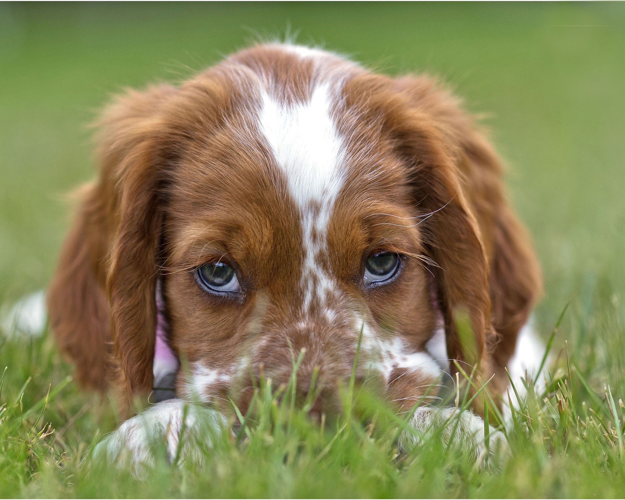 hundvalp