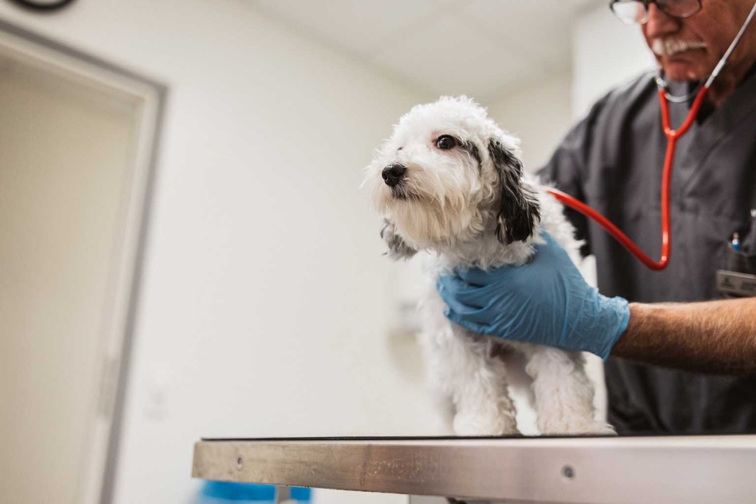 Veterinär lyssnar på hund med stetoskop 
