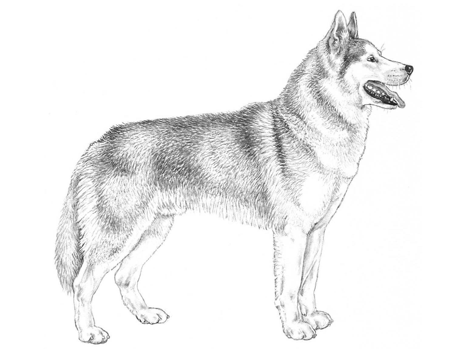 Illustration av hundrasen siberian husky