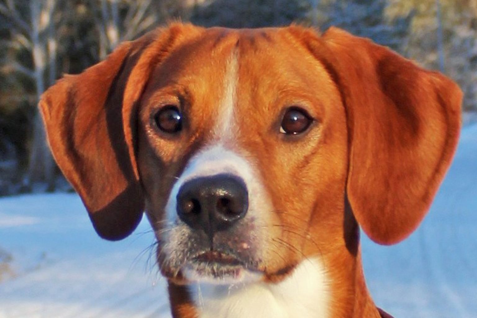 Gotlands Hound