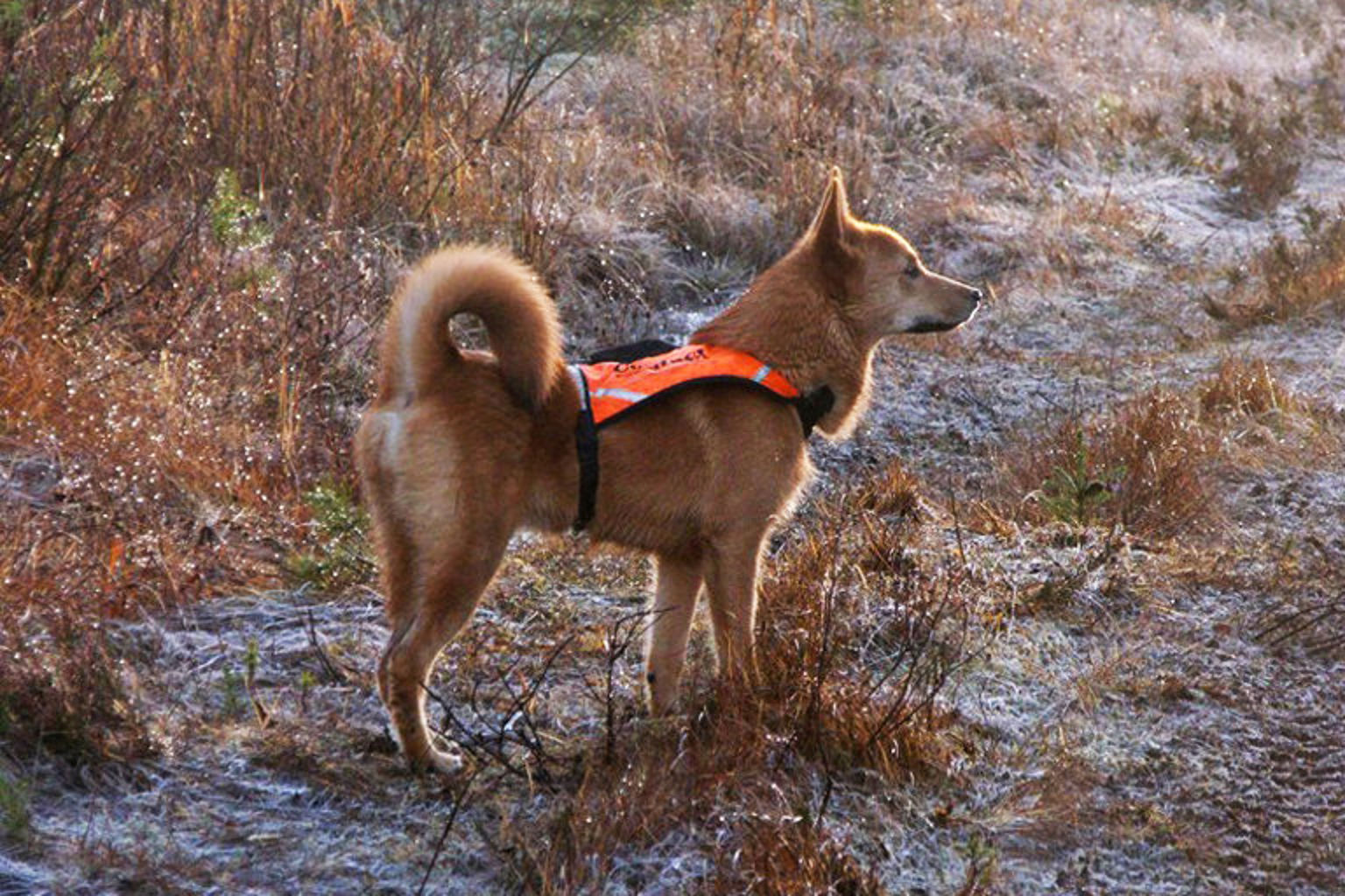 Hund i jaktväst