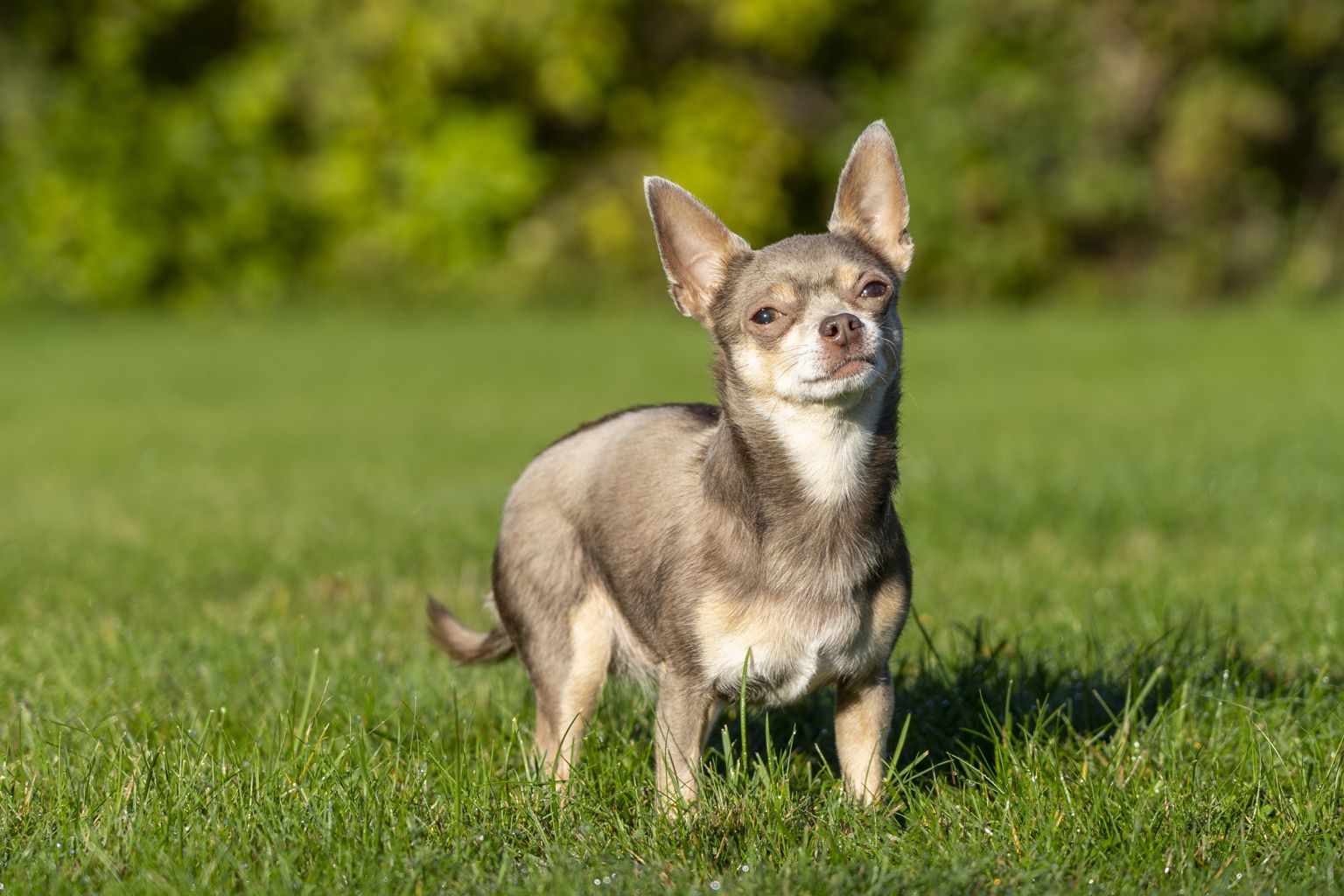 Chihuahua