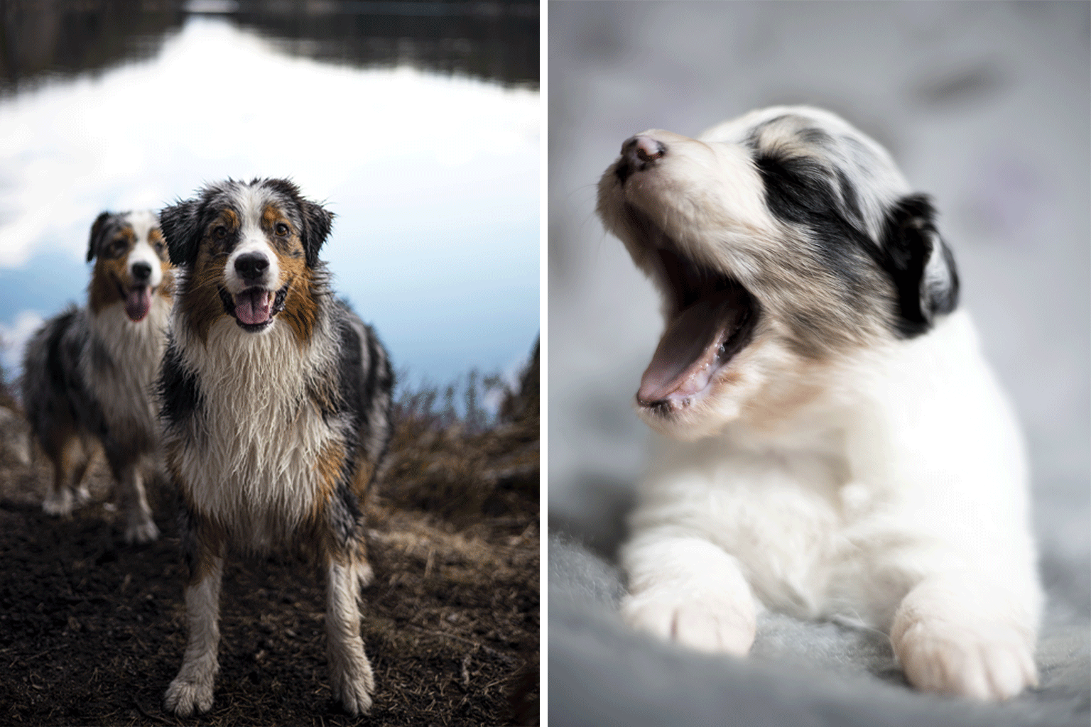 australian shepherd