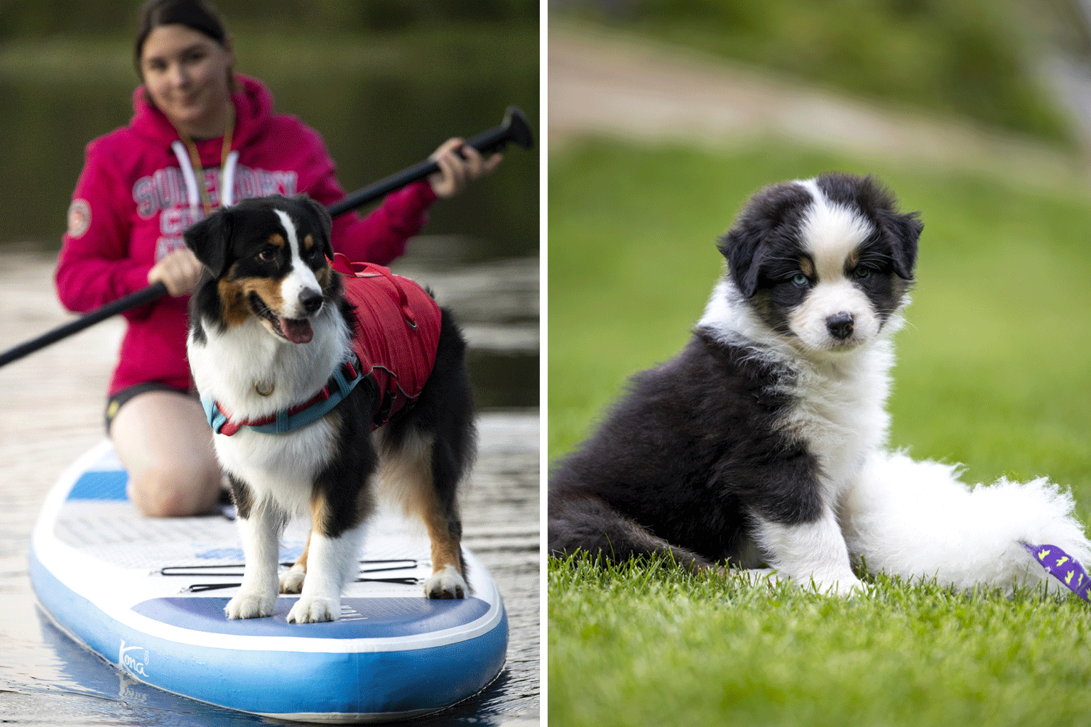 Australian shepherd valp och vuxen hund