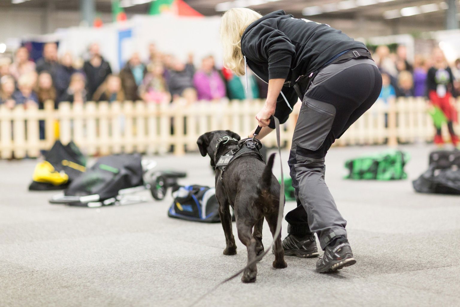 svart hund kör nosework med förare