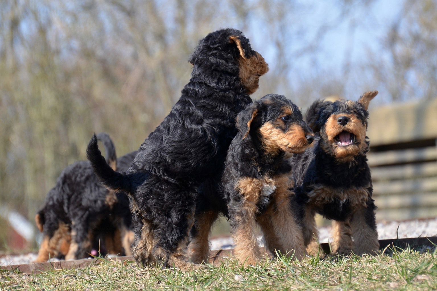 Valpkull av rasen airedaleterrier busar ute på gräsmatta.