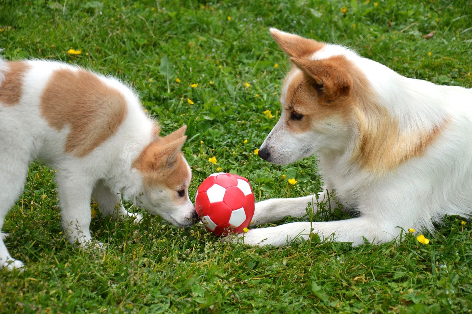 En valp och en vuxen hund leker med en boll