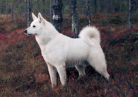 Svensk vit älghund