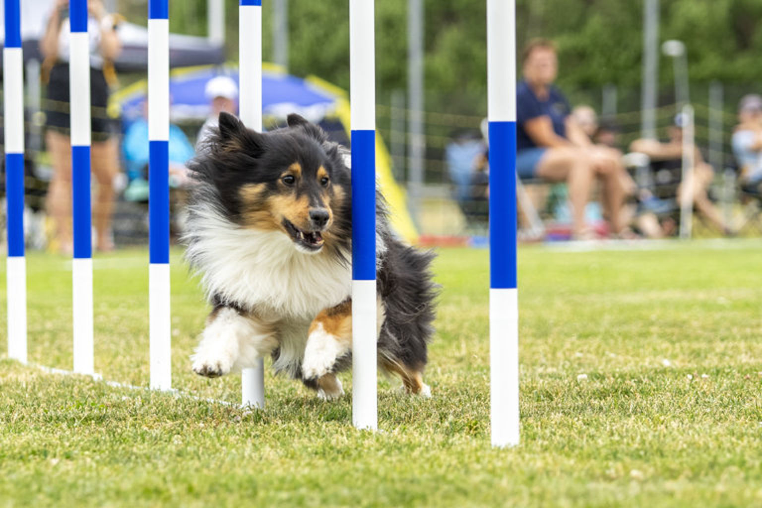 Sheetland Shepdog tävlar i agility
