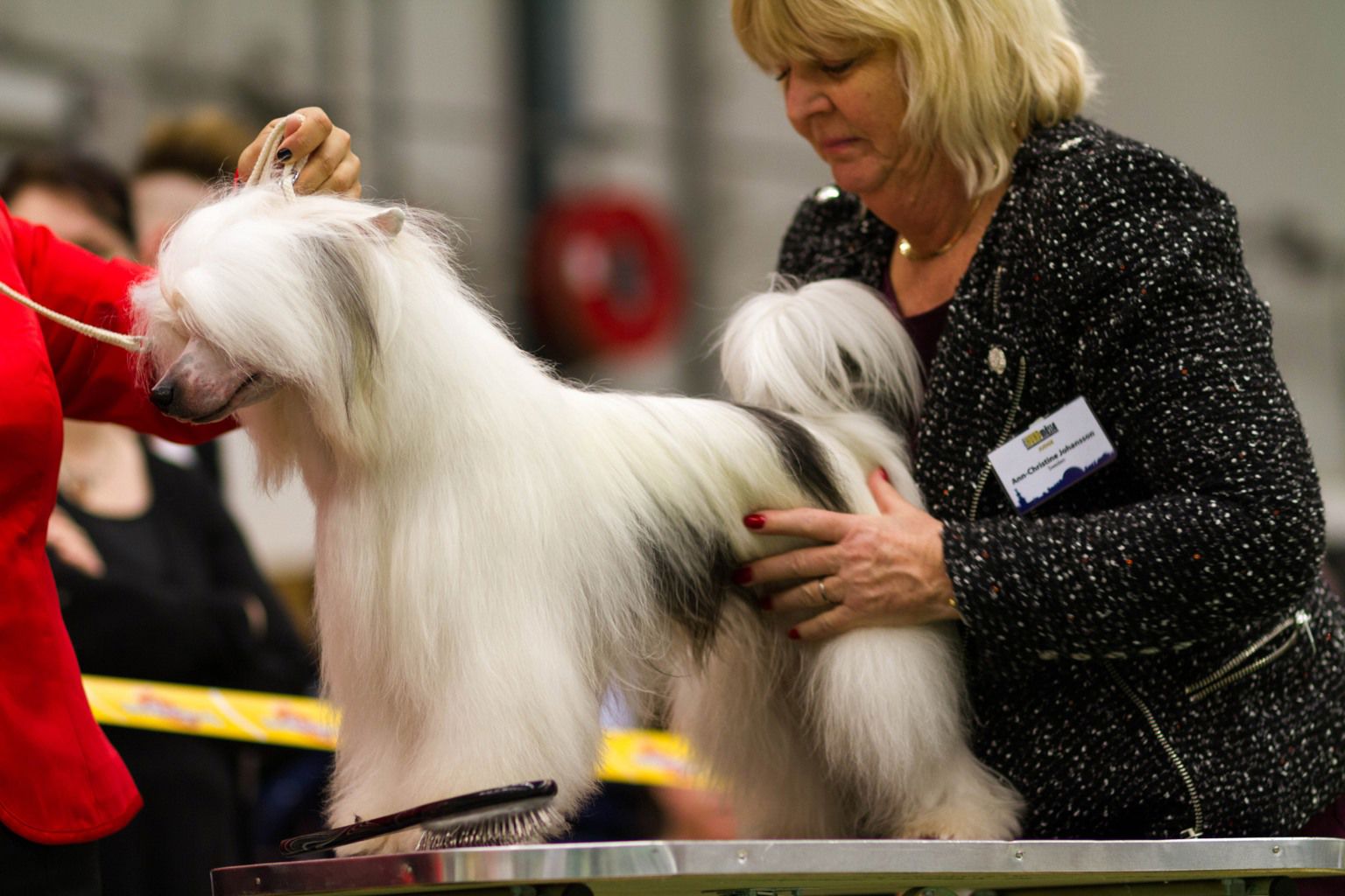 Chinese crested dog rasbedömning. Hantering av domare på bordet.