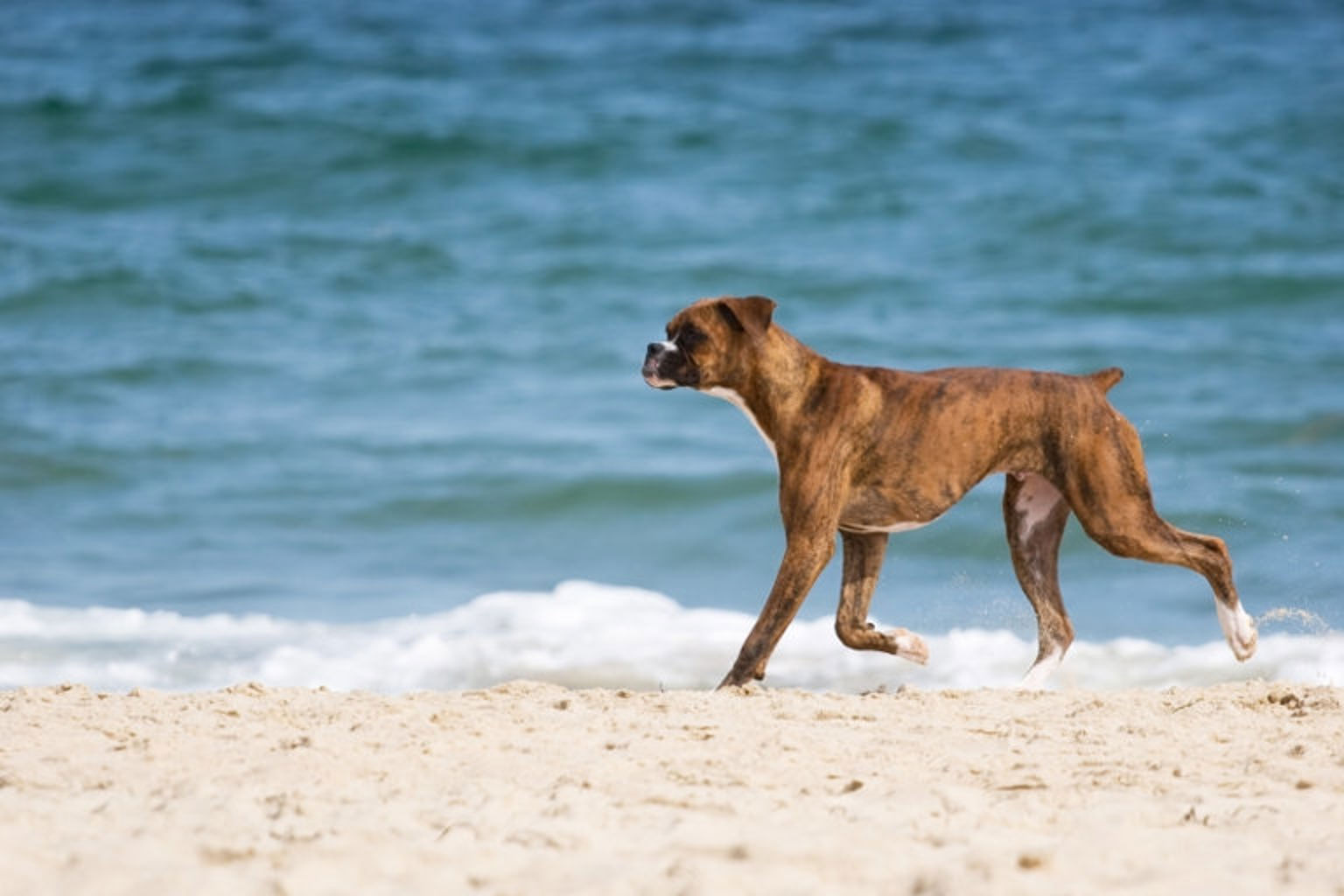 boxer med kuperad svans springer på strand